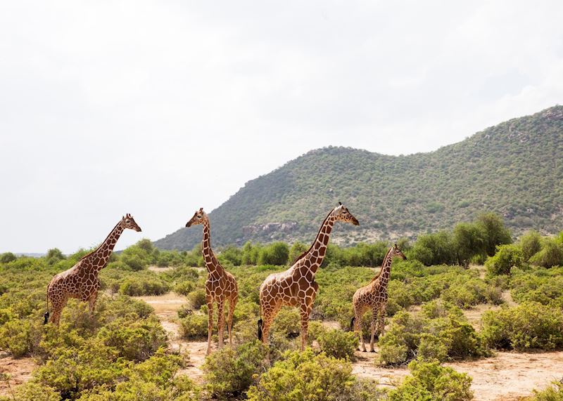 Reticulated giraffe, Samburu National Reserve