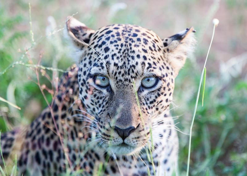 Leopard in Kenya