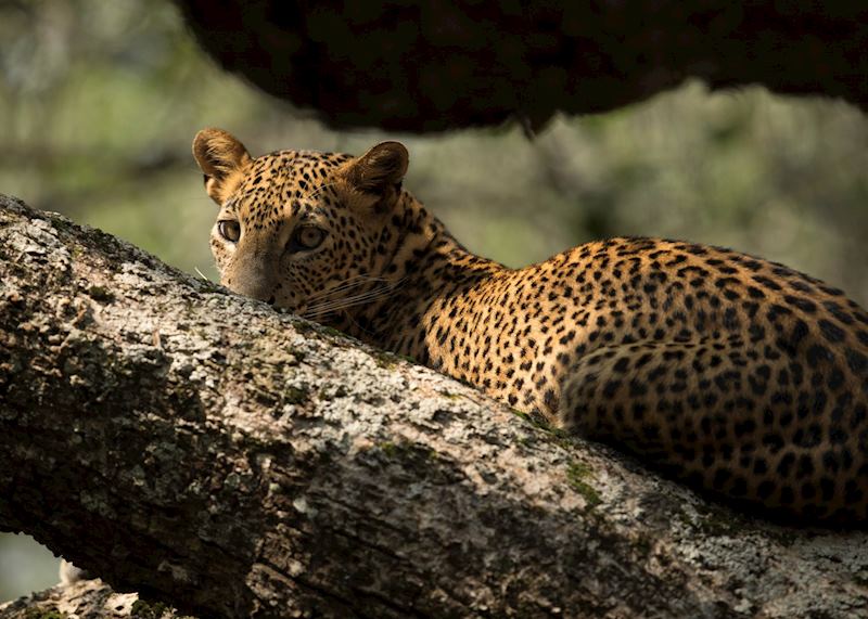 Wilpattu National Park
