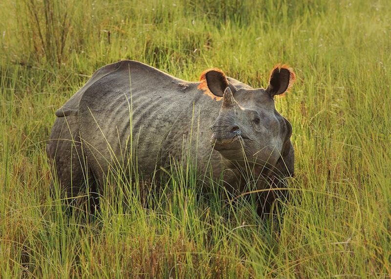 One-horned rhino