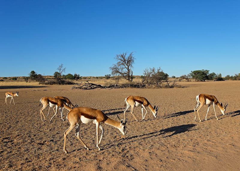 Springbok, Tswalu Kalahari Reserve