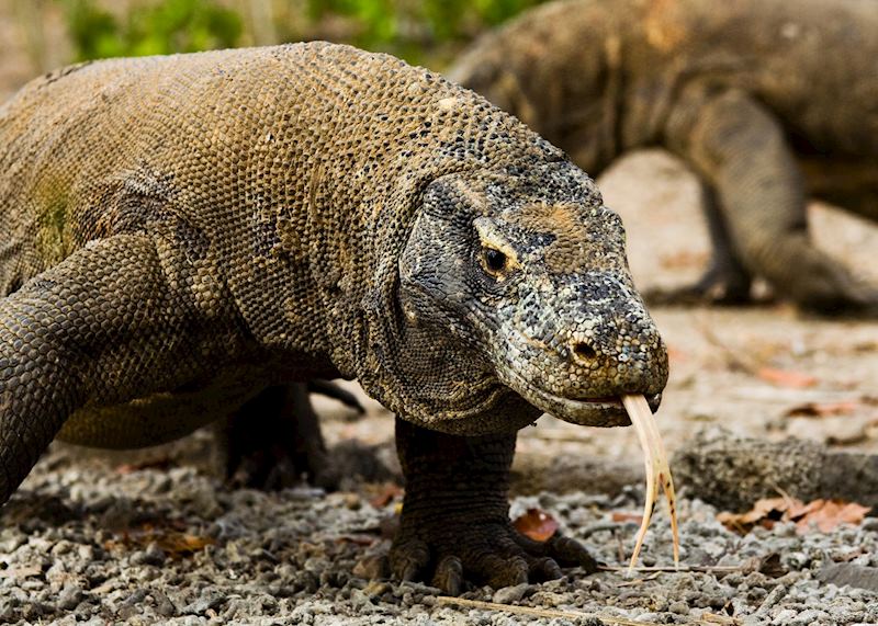 Komodo dragon, Indonesia