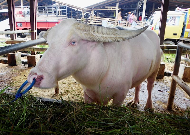 Bolu market, Toraja