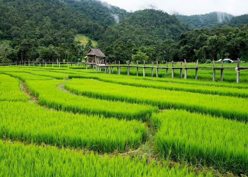 Rice fields near Pai