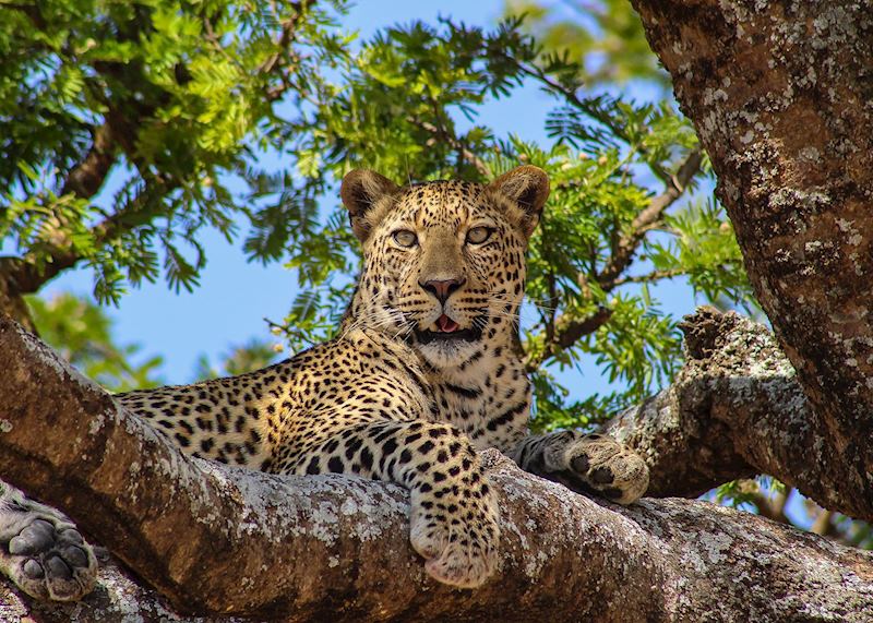 Leopard resting in an acacia tree