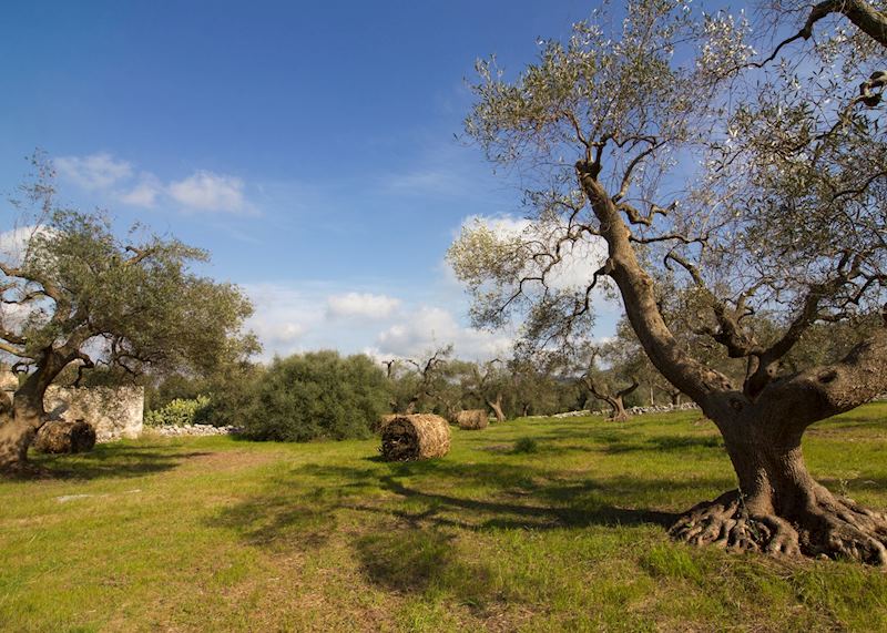 Olive trees, Fasano