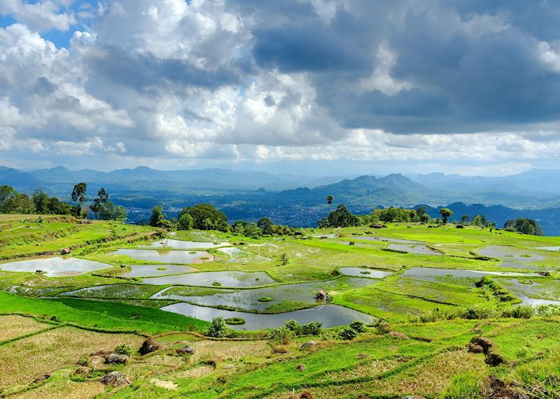 Rice paddies, Toraja