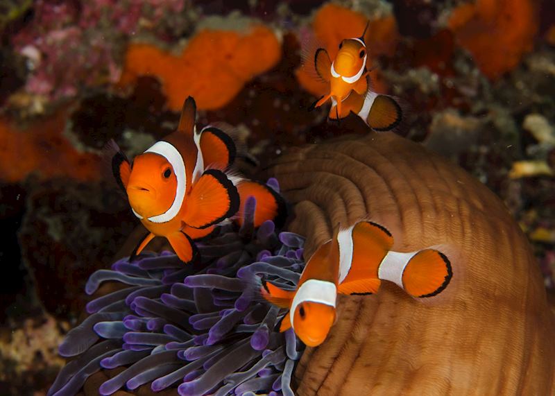 Clownfish