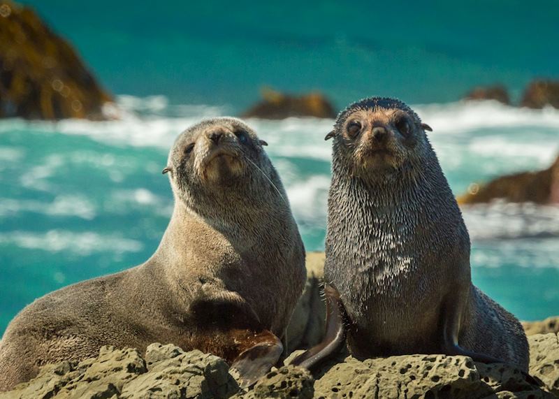New Zealand fur seals, Kaikoura