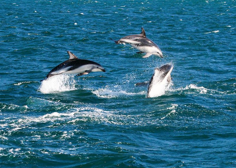 Dusky dolphins, Kaikoura