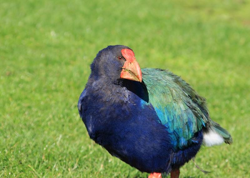 Takahe, Zealandia