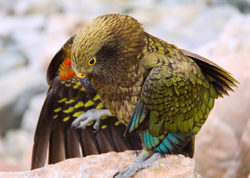 Kea, New Zealand