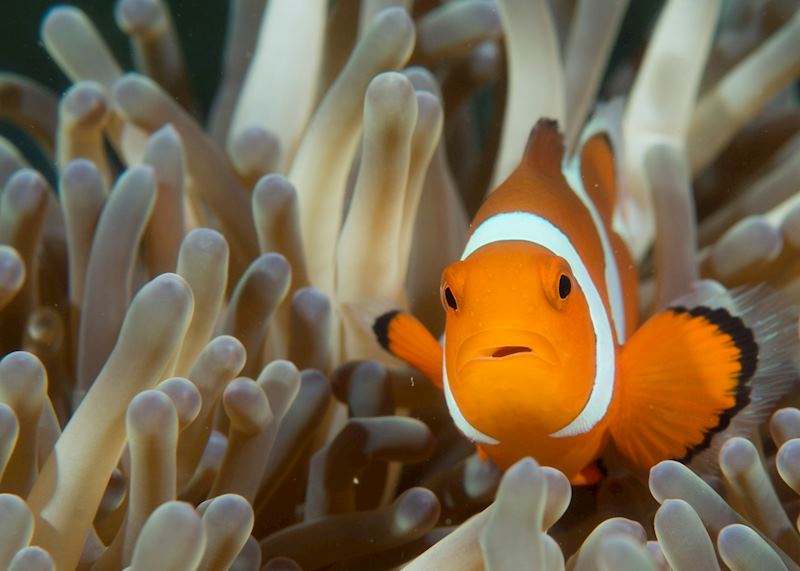 Clownfish among the coral gardens of Cebu