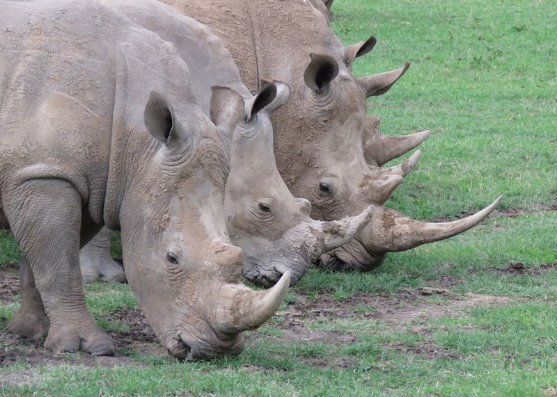 White Rhinos in Laikipia