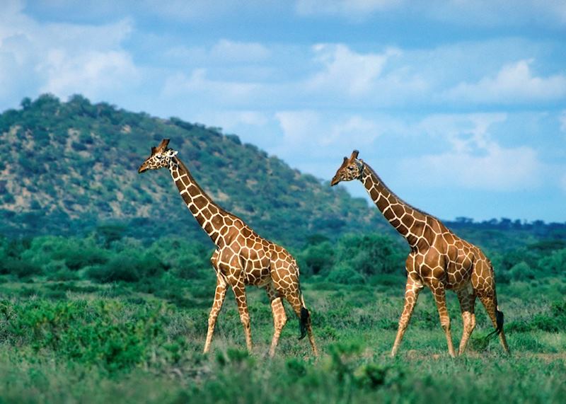 Reticulated giraffe, Kenya