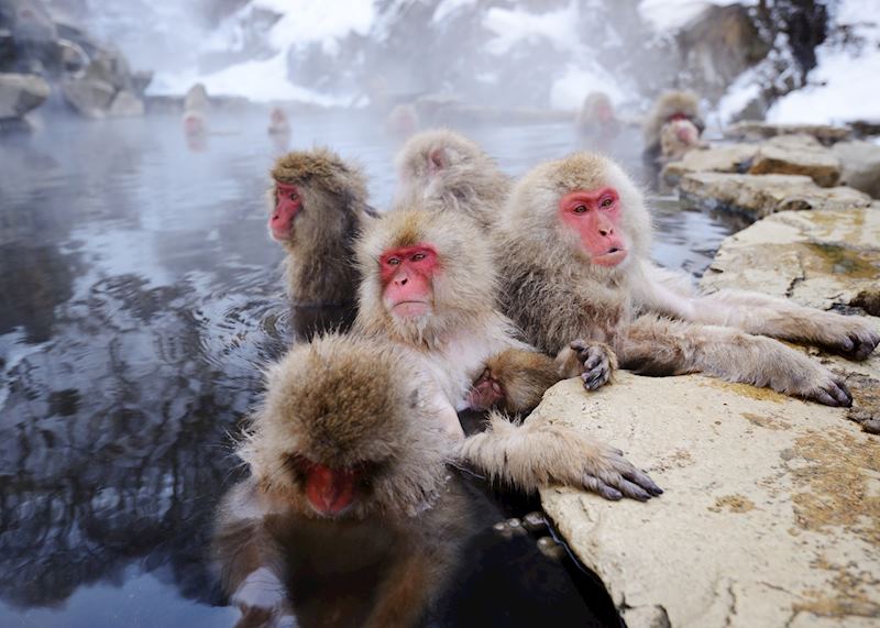 Japanese macaques warming up in a hot spring