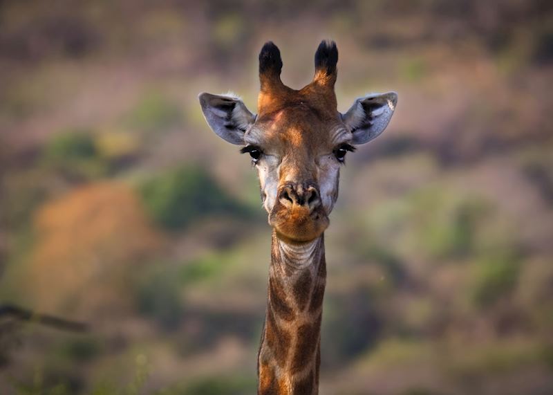 Amakhosi Lodge, Pongola