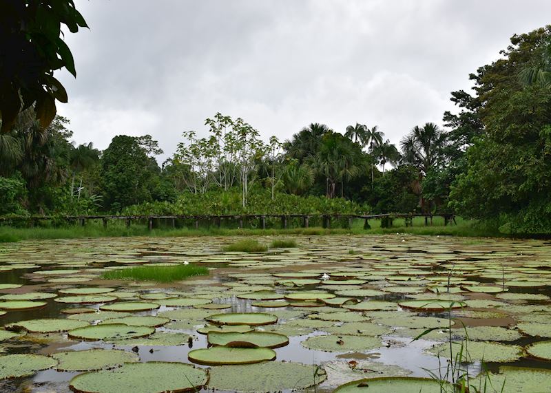 Victoria Regia, Calanoa Amazonas Lodge