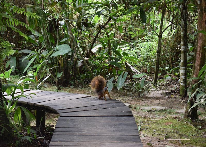 Walkways, Calanoa Amazonas Lodge