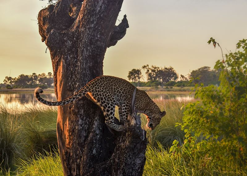 Female leopard in the Okavango Delta
