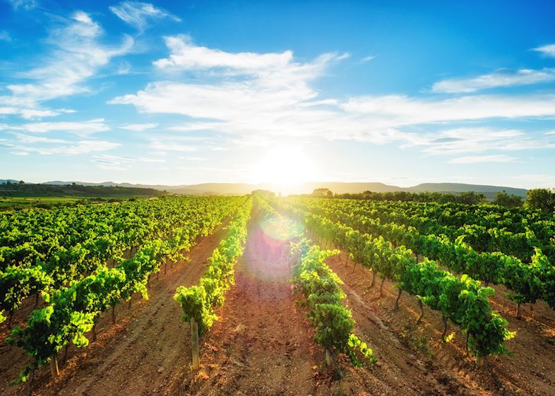 Vineyard, La Rioja