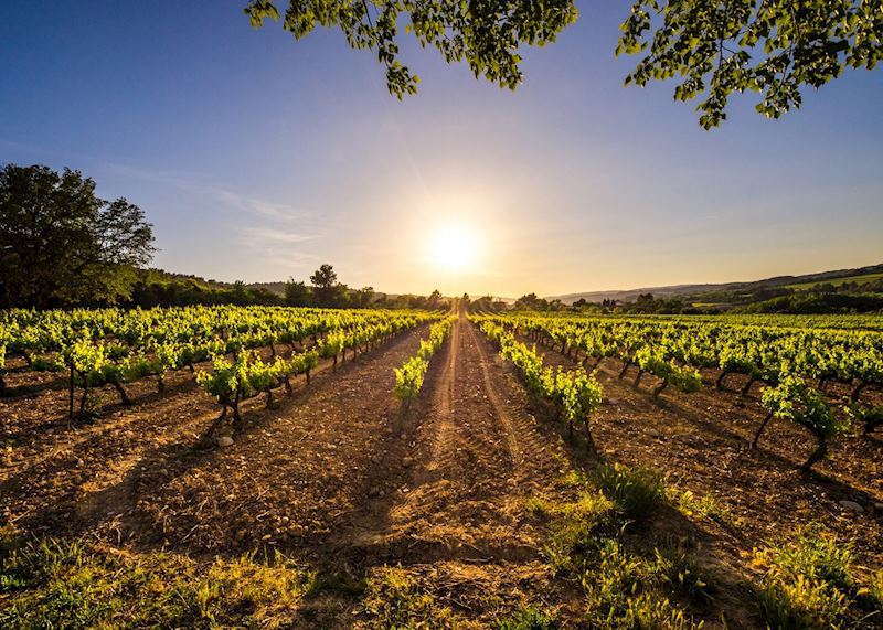 Vineyard, La Rioja