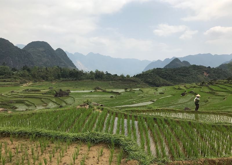 Rice paddy fields in Pu Luong 