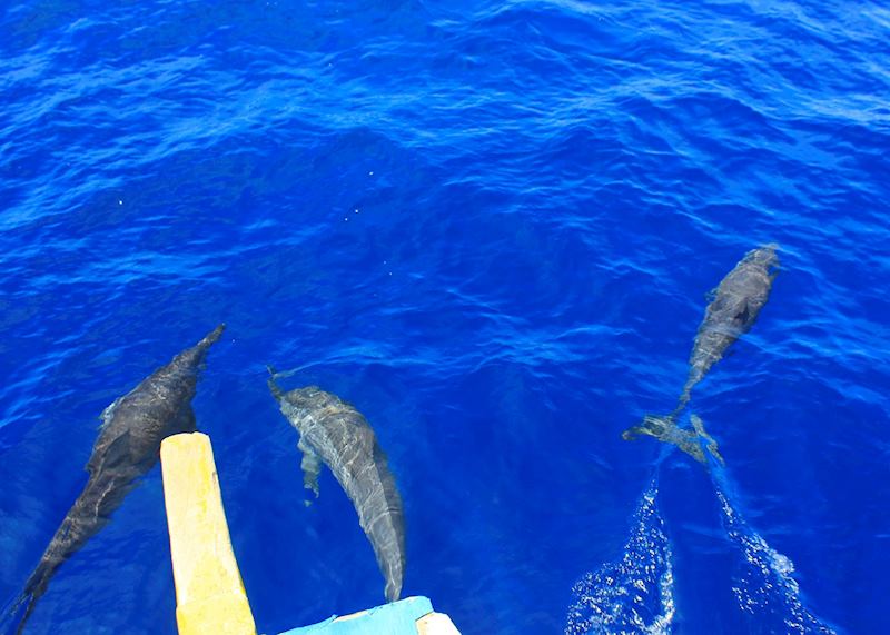 Dolphins of the coast of Bais