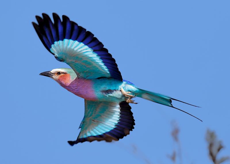 Lilac-breasted roller, Kruger National Park, South Africa