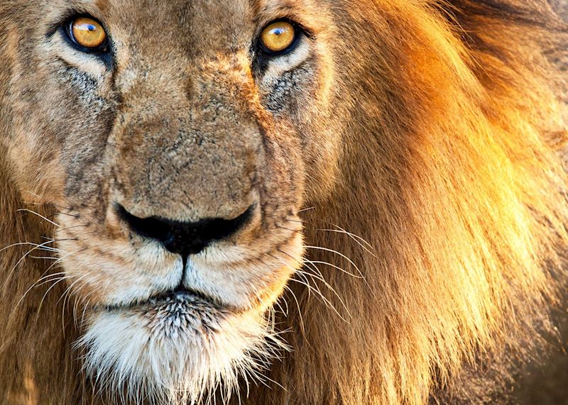 A lion in the Kruger National Park