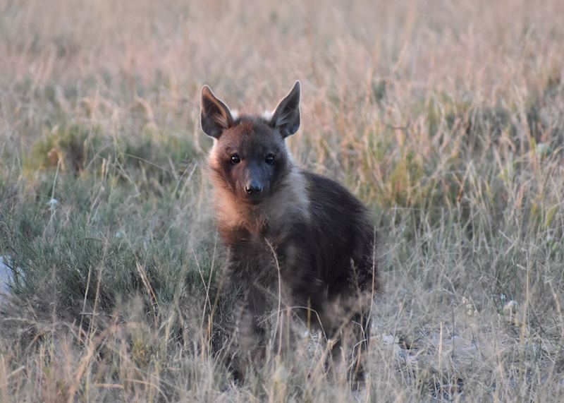Brown hyena cub outside their den