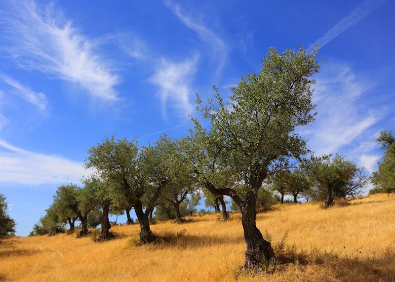 Olive grove, Évora