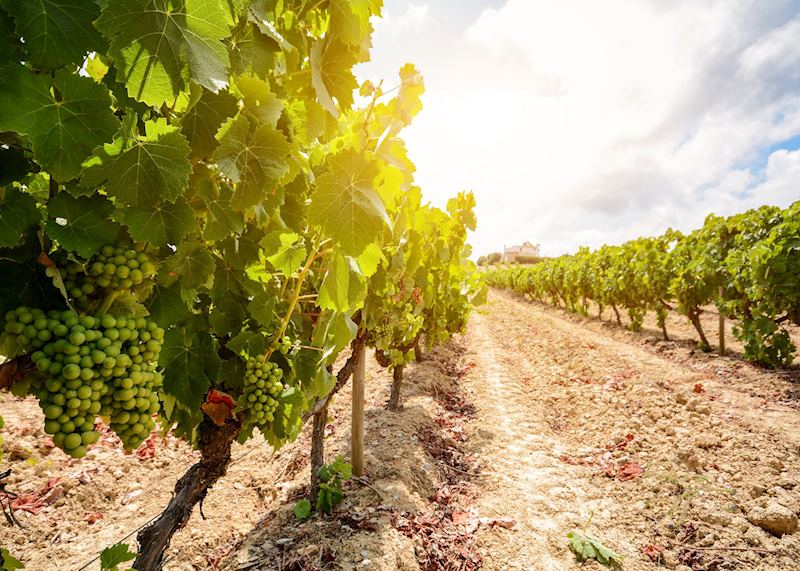 Vineyards, Évora