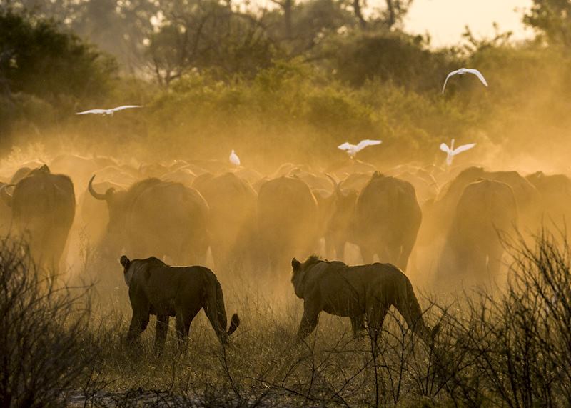 Lion stalking buffalo in Duba Plains