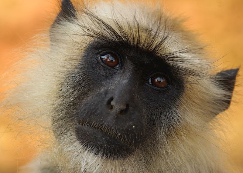 Langur monkey, Pench National Park, India