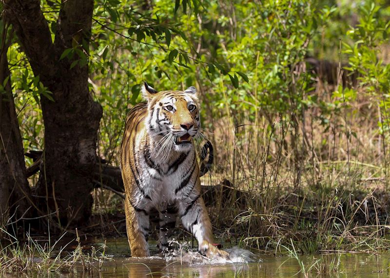 Bandhavgarh National Park