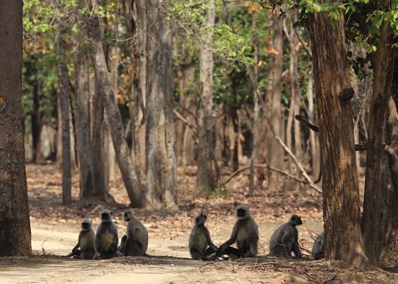 Langur monkeys, Pench National Park
