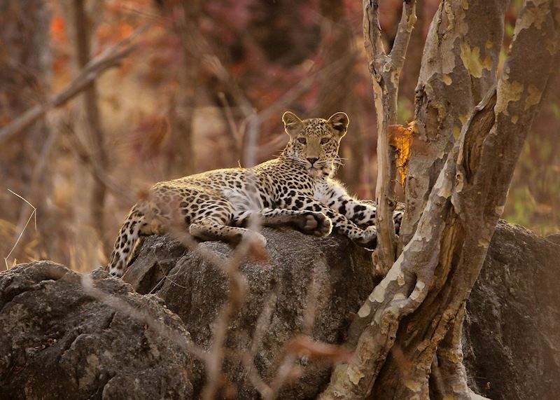 Pench National Park