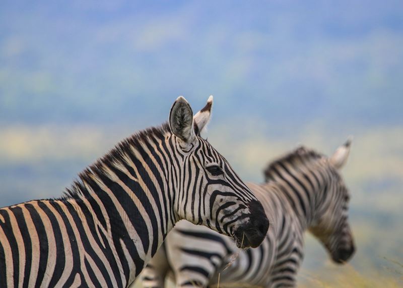 Plains zebra