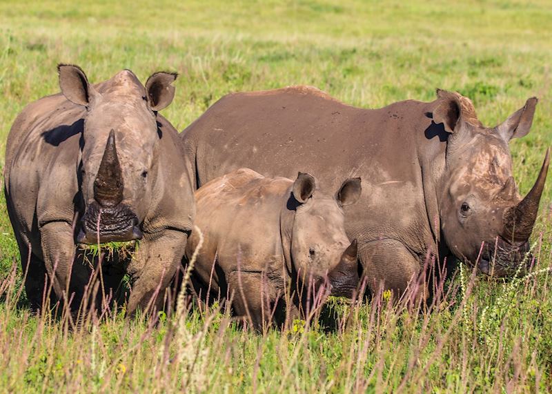 White rhino family, Lewa Wilderness Conservancy