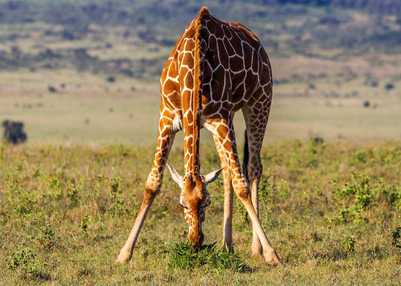 Reticulated giraffe