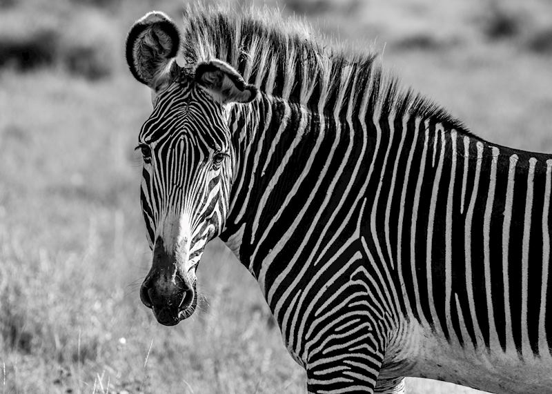 Male Grévy's zebra