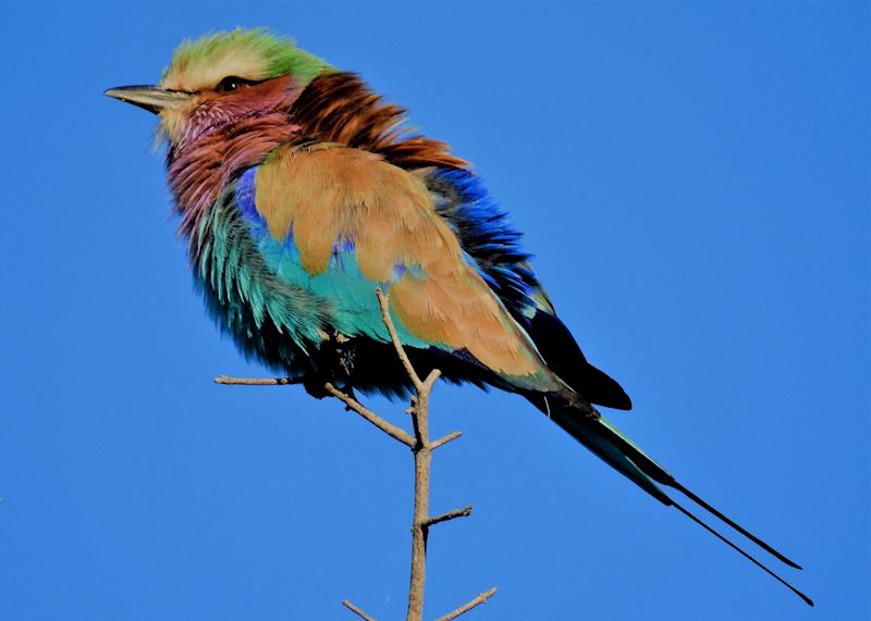 Lilac-breasted roller in Zambezi National Park, Zimbabwe