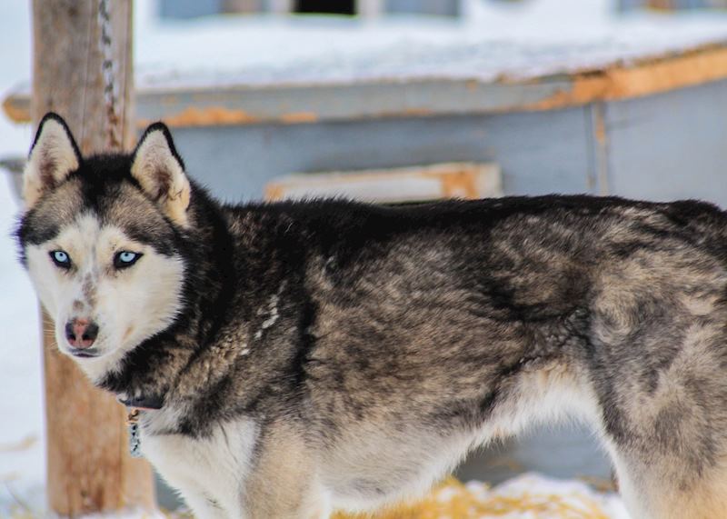 Dog Sled Husky, near Anchorage, Alaska