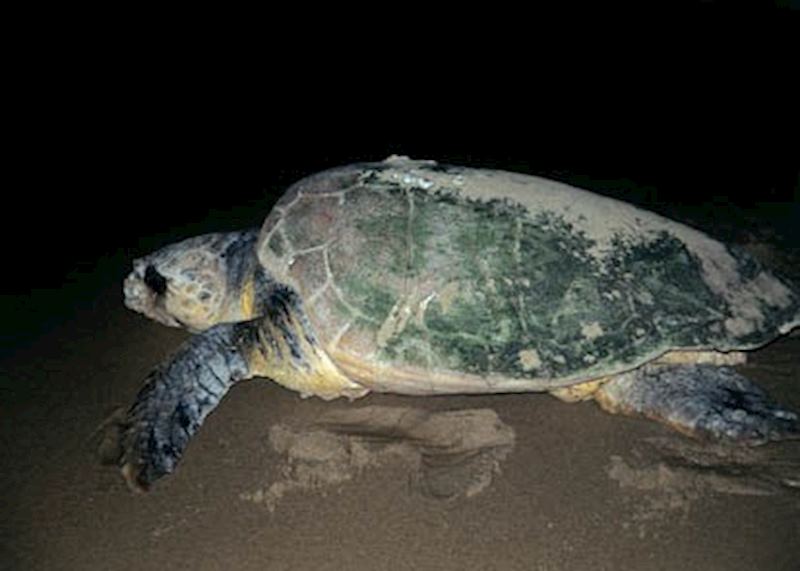 Turtle at Rocktail Bay