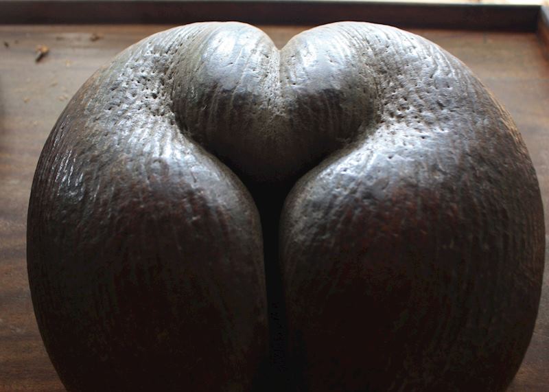 Coco de Mer, Vallée de Mai, Praslin