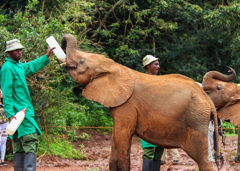 Feeding time at the David Sheldrick Wildlife Trust