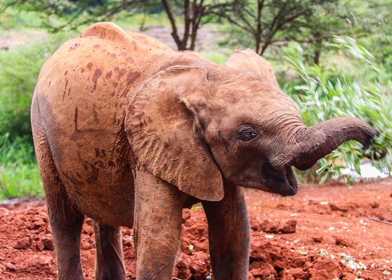 Young elephant at the David Sheldrick Wildlife Trust 