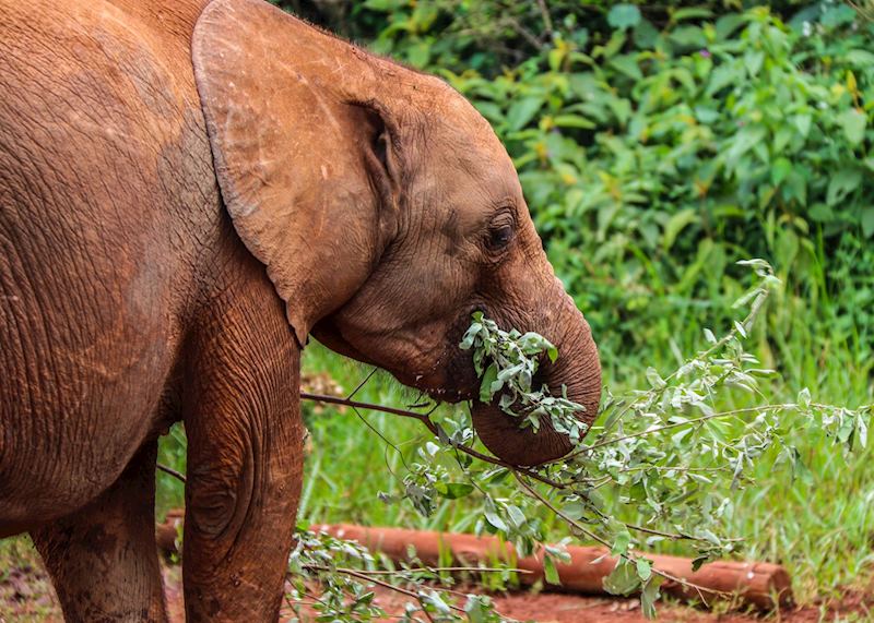 Young elephant at the David Sheldrick Wildlife Trust 