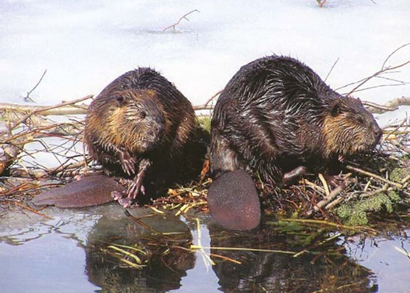 Beavers